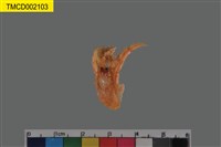 藏品(寄居蟹)的圖片